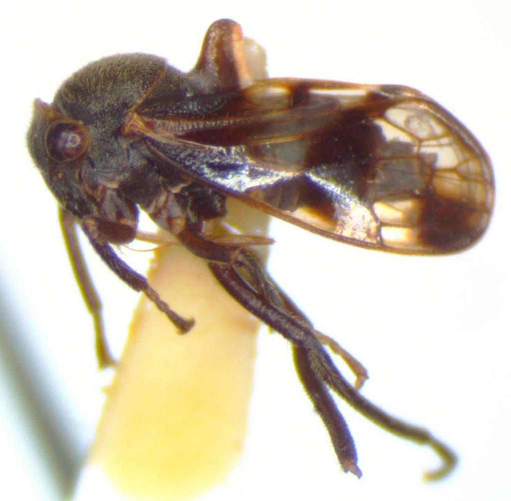 Biturritiinae