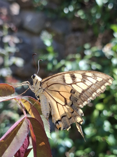 Old World Swallowtail