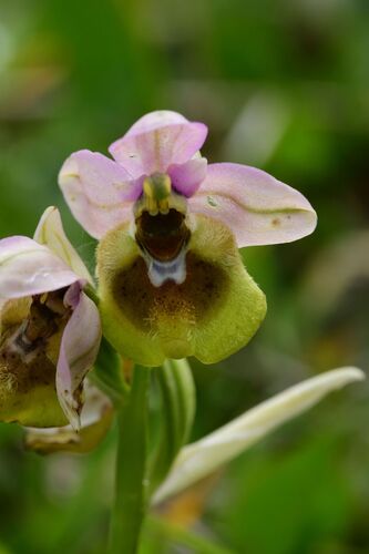 Ophrys tenthredinifera, photograph 4