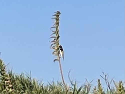 European Goldfinch