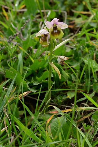 Ophrys tenthredinifera, photograph 3
