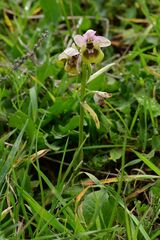 Ophrys tenthredinifera, photograph (c) Gary Yong Gee, some rights reserved (CC BY)