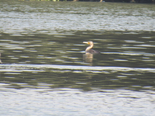 iNaturalist image