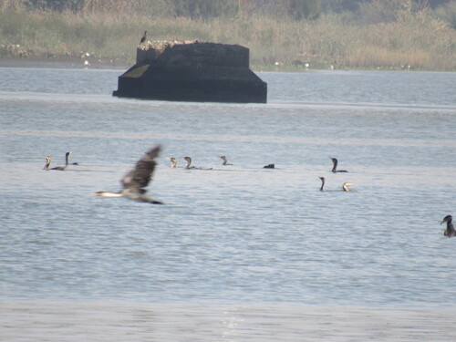 iNaturalist image