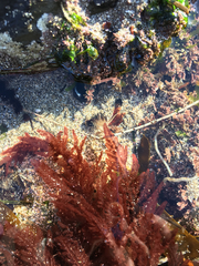 Neoptilota densa