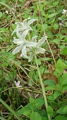 Ornithogalum nutans