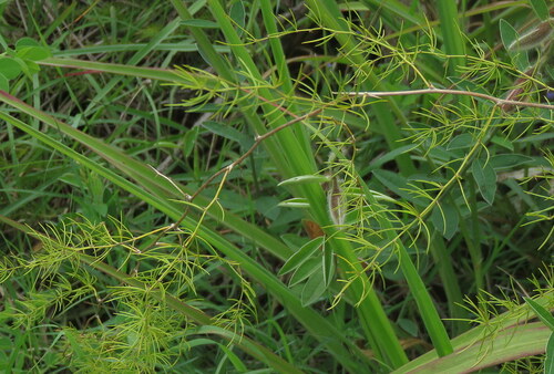 Asparagus racemosus observed 2026-08-15