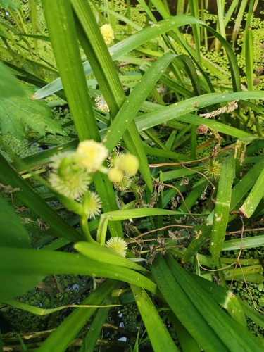 unbranched bur-reed