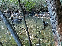 Anas platyrhynchos