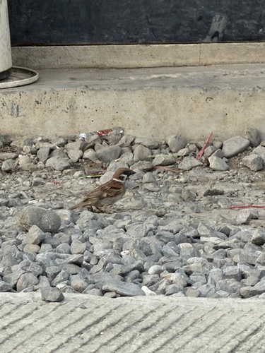 Eurasian Tree Sparrow