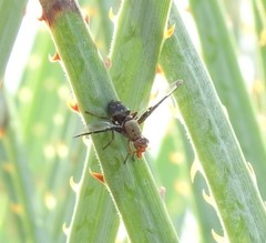 Diacrita costalis