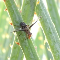Diacrita costalis