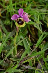 Ophrys tenthredinifera, photograph (c) Gary Yong Gee, some rights reserved (CC BY)