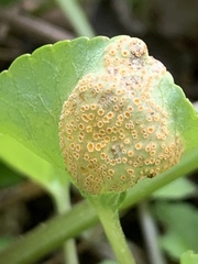 Pucciniaceae