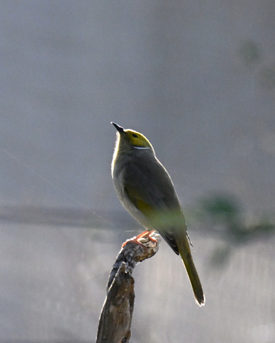 White-plumed Honeyeater