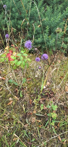 Devil's-bit Scabious
