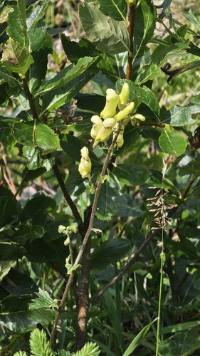Aconitum lycoctonum, photograph 2