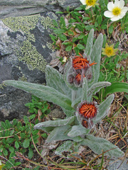 Tephroseris lindstroemii