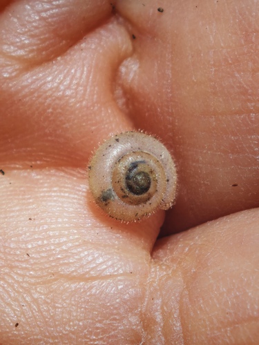 Ashfordia granulata observed 2026-08-06