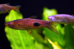 Clown Rasbora photo 3