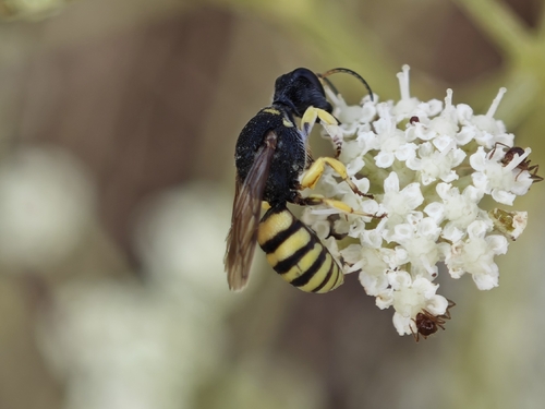 Lestica clypeata