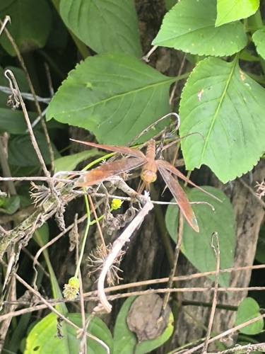 Russet Percher