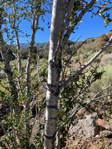 Curlleaf Mountain Mahogany