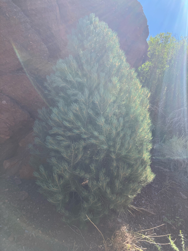 singleleaf pinyon