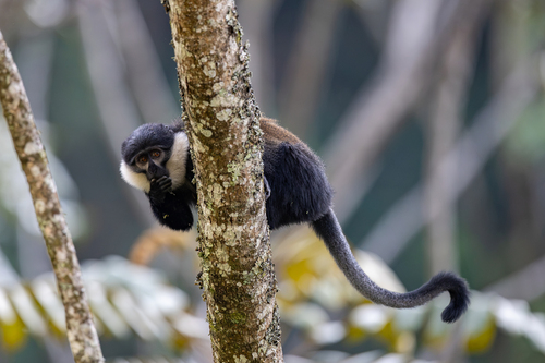L'Hoest's Monkey