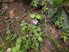 Ruellia prostrata, photograph (c) Ravuri Krishna Chaitanya, some rights reserved (CC BY)