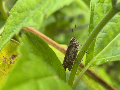 Carinate Locust