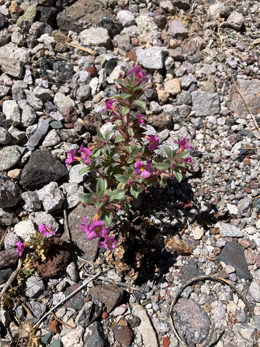 desert monkeyflower