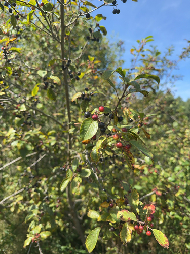 alder buckthorn