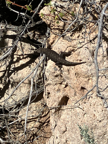 Western Fence Lizard