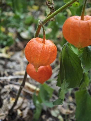 Japanese-lantern