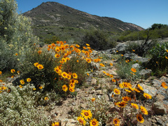 Ursinia calenduliflora