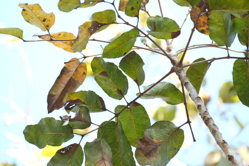 Scrub Turpentine