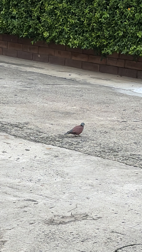 Red Collared-Dove
