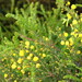 Acacia paradoxa