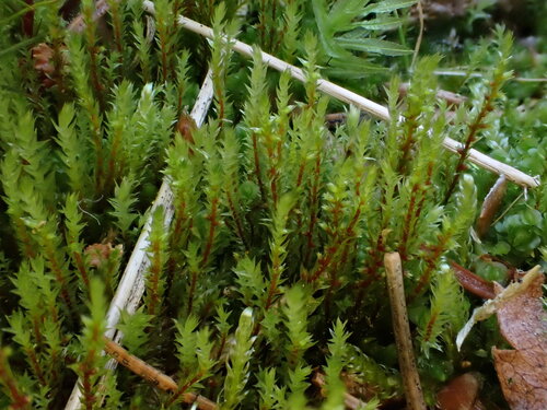 Pohlia drummondii observed 2026-08-12