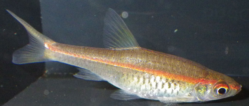 Glowlight Rasbora