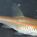 Red-striped Rasbora - Photo (c) Andrew Bogott, some rights reserved (CC BY-SA)