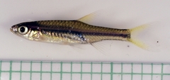 Glowlight Rasbora photo 3