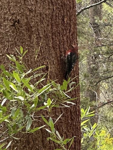 iNaturalist observation photo of Red-breasted Sapsucker