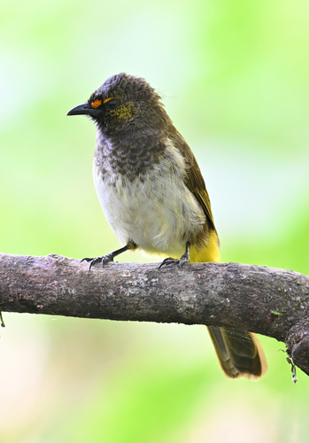 Orange-spotted Bulbul