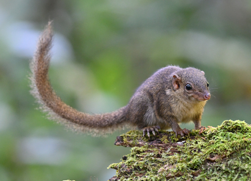 Horsfield's Treeshrew