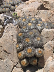 Copiapoa gigantea