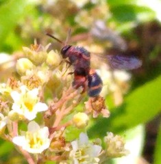 Leucospis slossonae