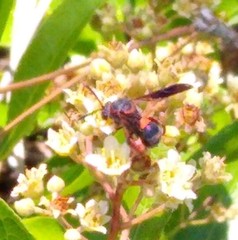 Leucospis slossonae