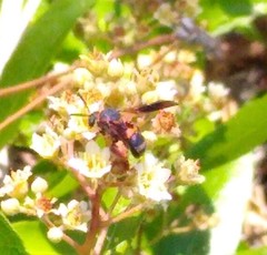 Leucospis slossonae